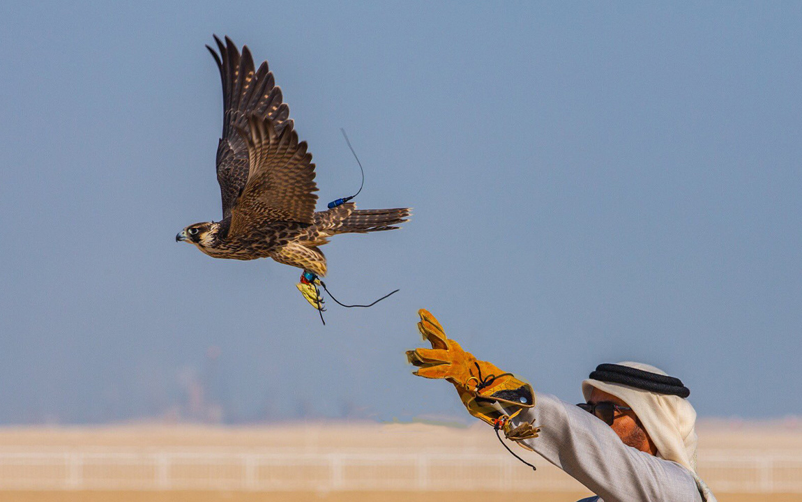 Falconry